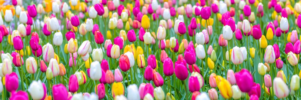 Kleurrijke tulpen in een veld