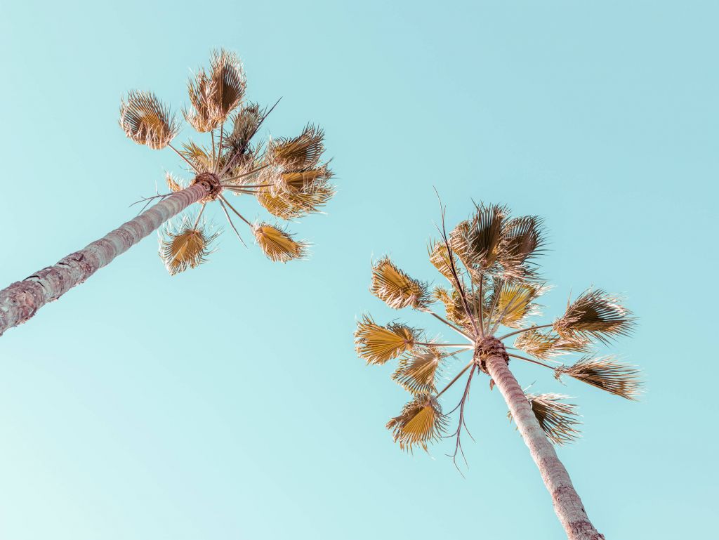 palmbomen met een blauwe lucht