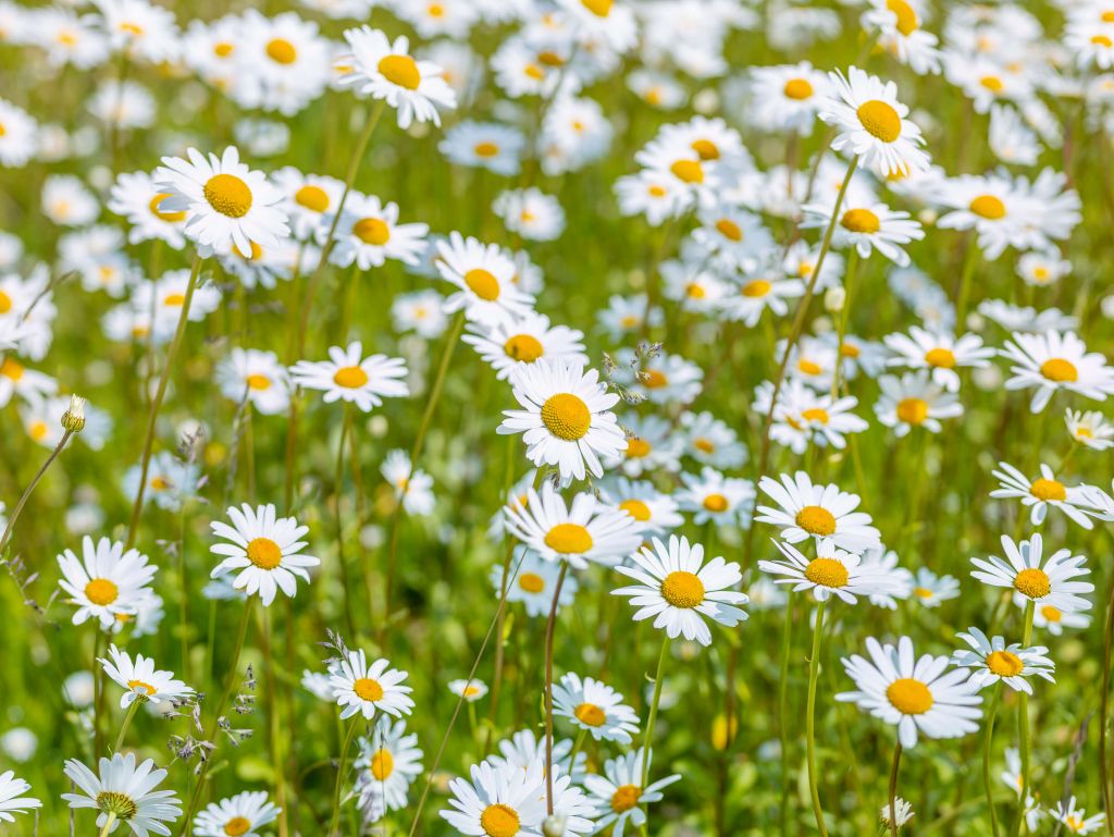 Madeliefjes in een veld