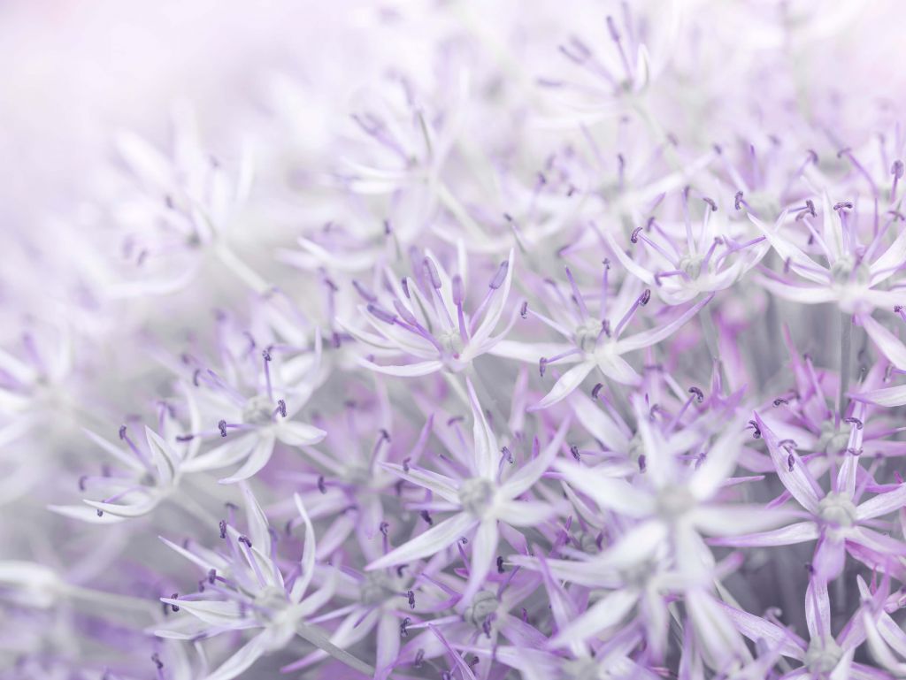 Allium bloemen close-up