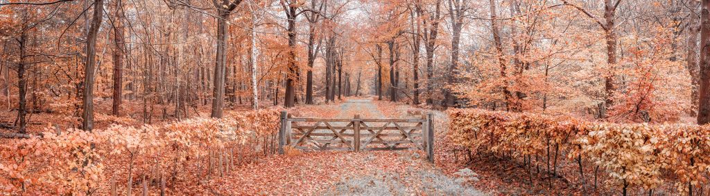 Doorgang naar herfstbos