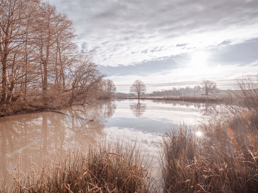 Vijver in bos