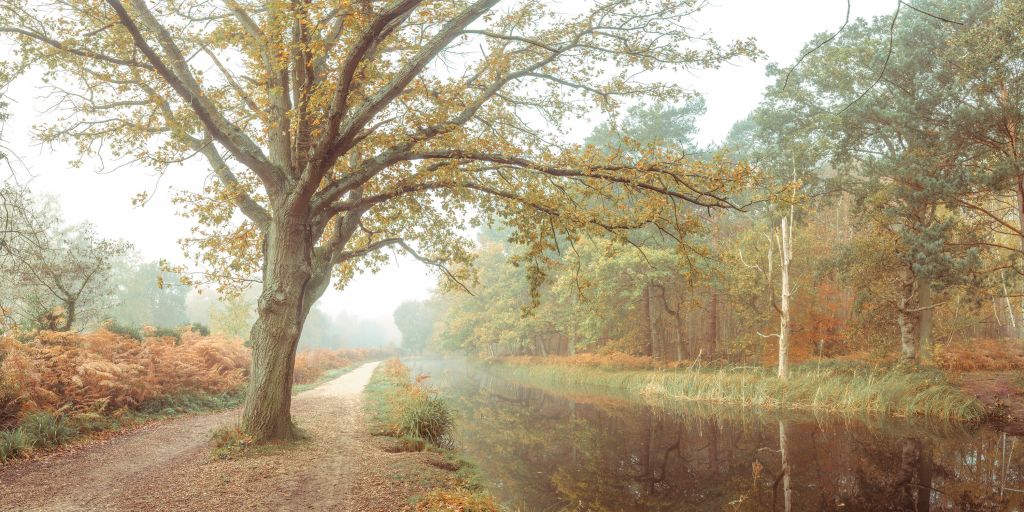 Meer in herfstbos