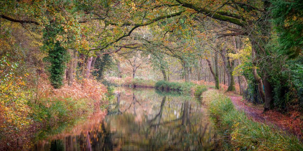 overdekt kleurrijk bos