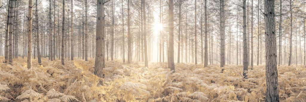 Zonnestralen in het koude bos