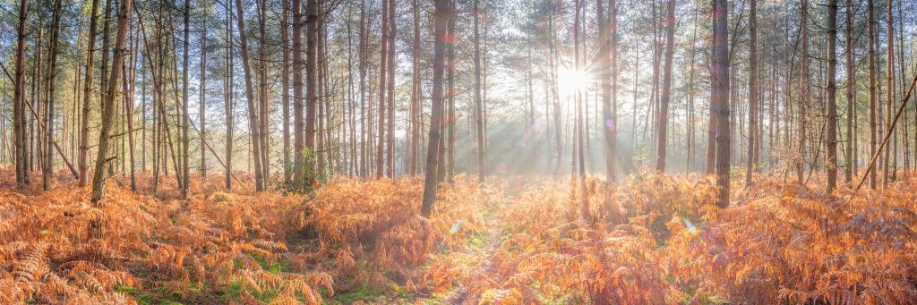 Zonnestralen door het bos