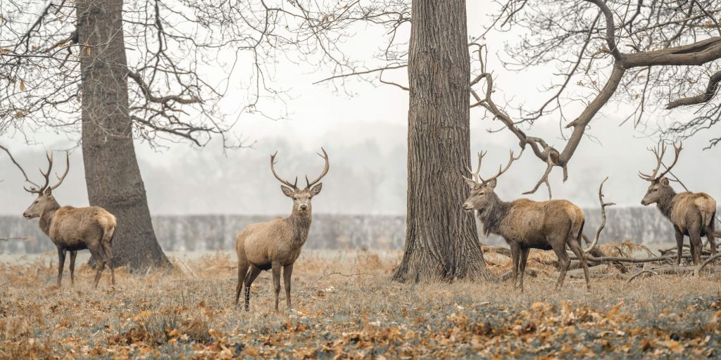 Groep herten in een veld