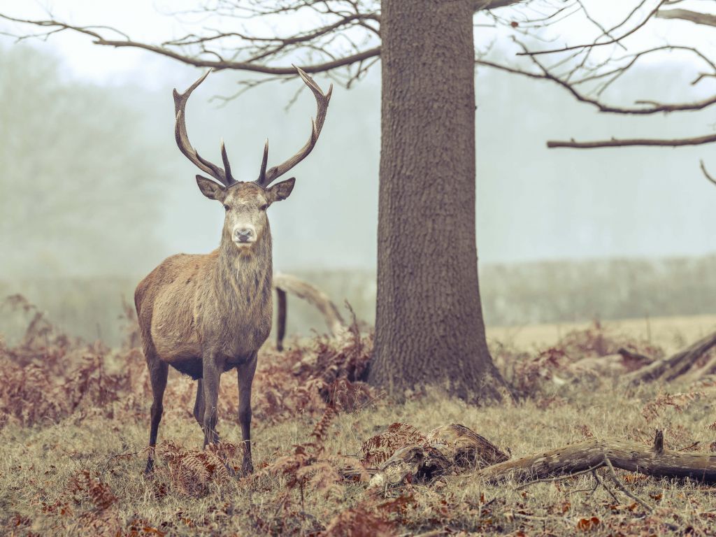 Hert naast een boom