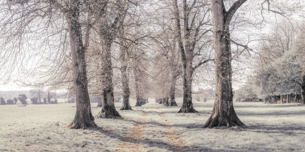 Bandensporen tussen de bomen