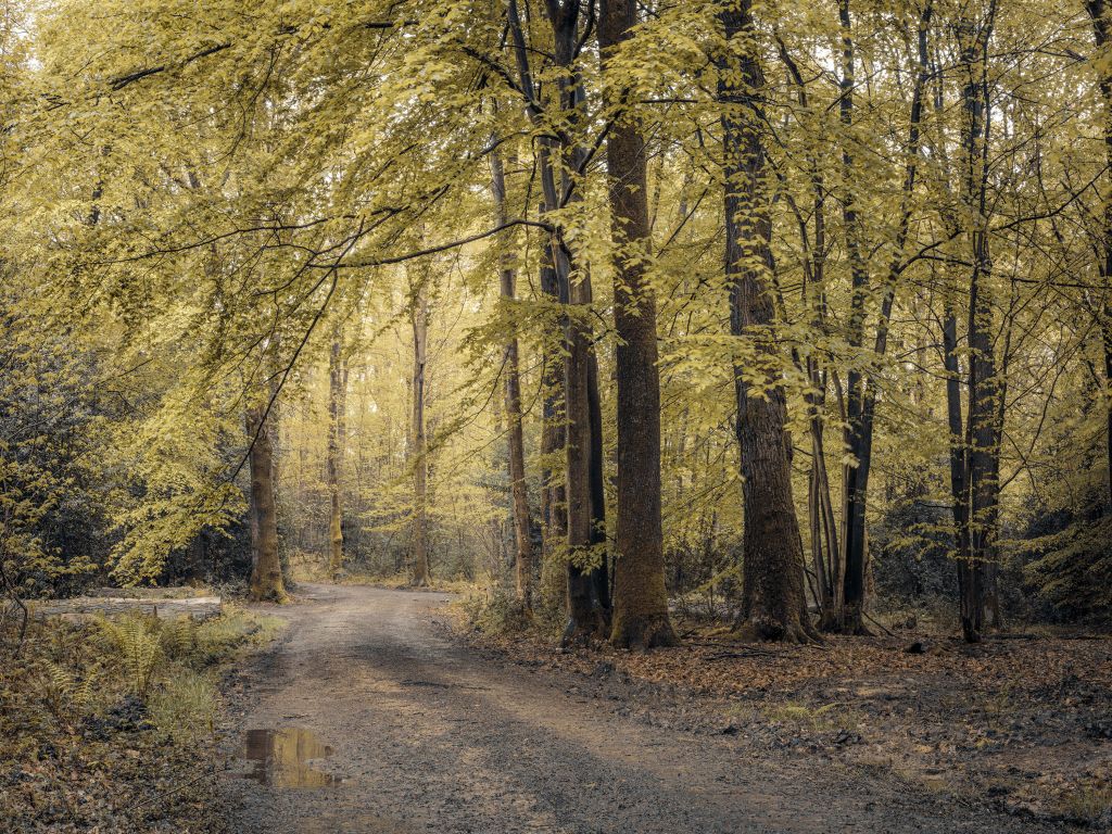 Pad door het groene bos