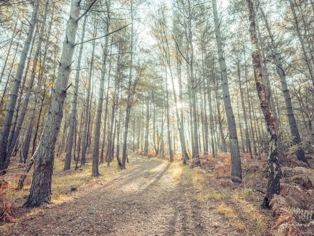 Pad door het zonnige bos