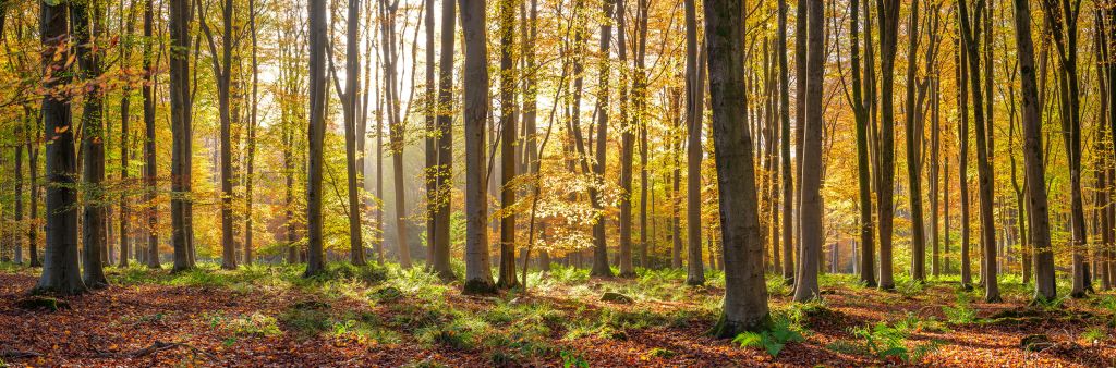 Het zonnige bos