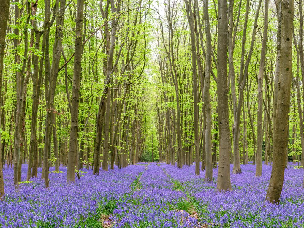 Bandensporen door het bos