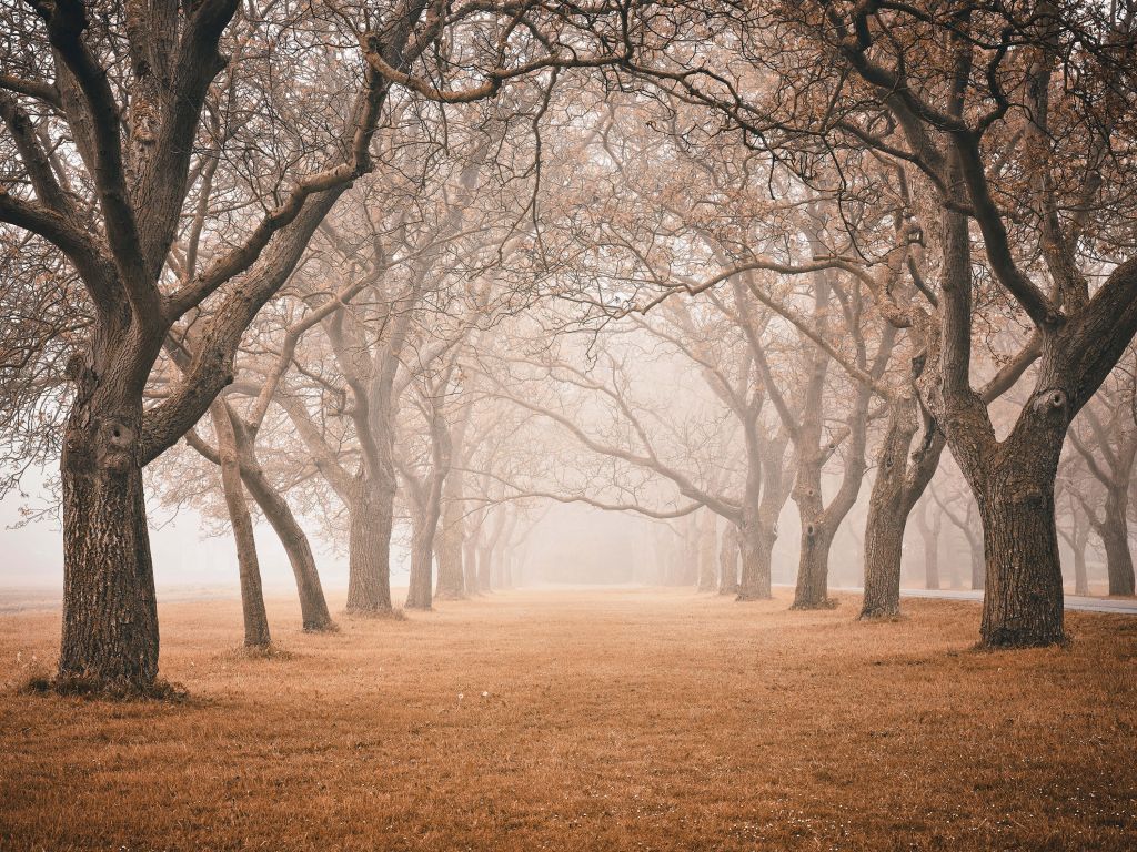 Rij oude bomen