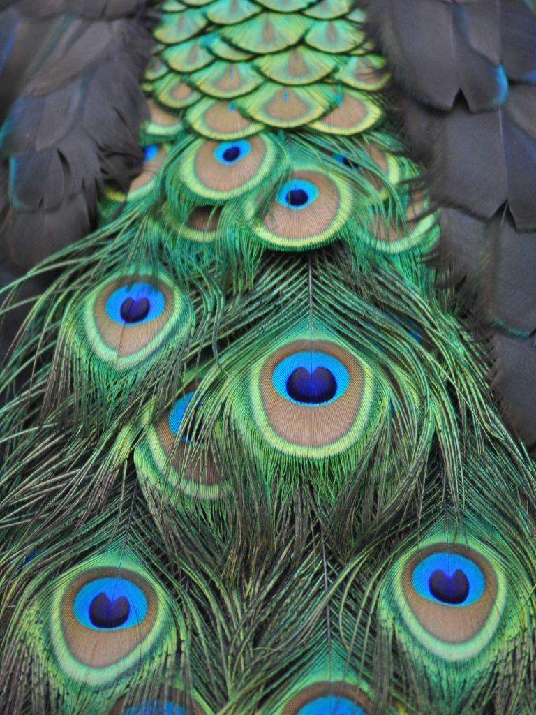 Pauwenveren in detail