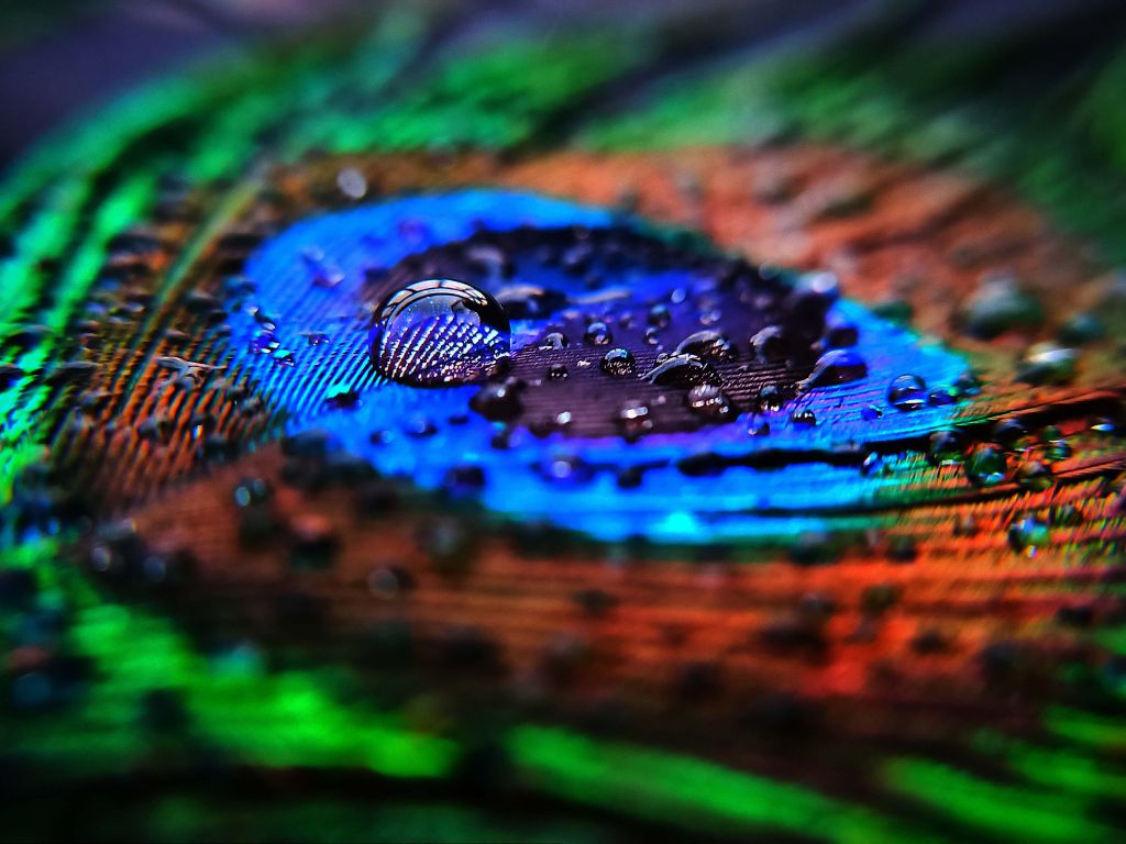 Close-up natte pauwenveer