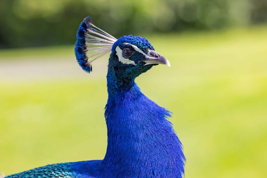 Close-up van blauwe pauw