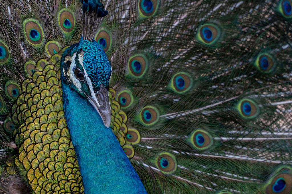 Blauwe Indische pauw