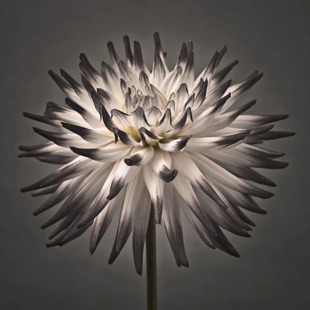 Dahlia bloem zwart wit