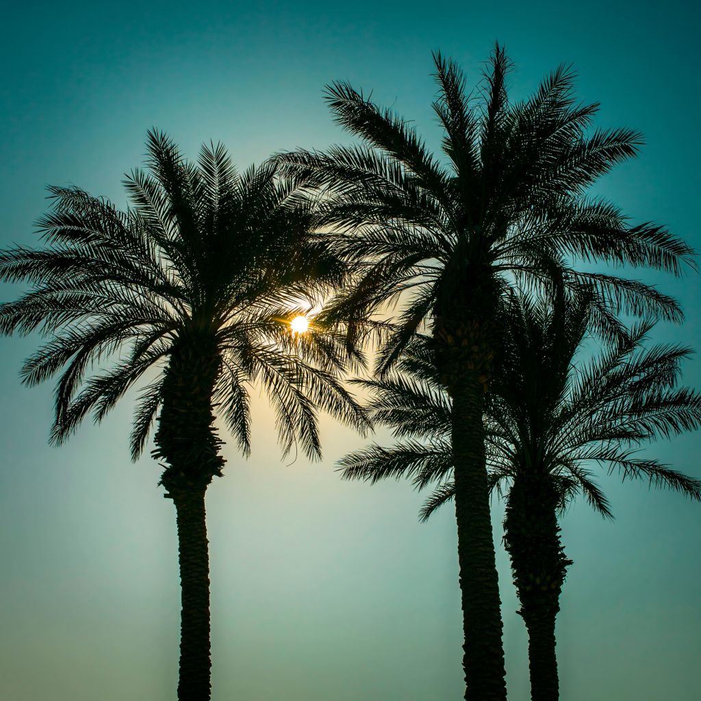 Silhouet van palmbomen