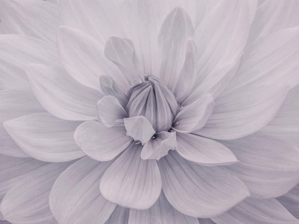 Witte dahlia bloem
