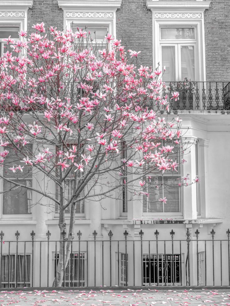 Bloeiende magnolia boom