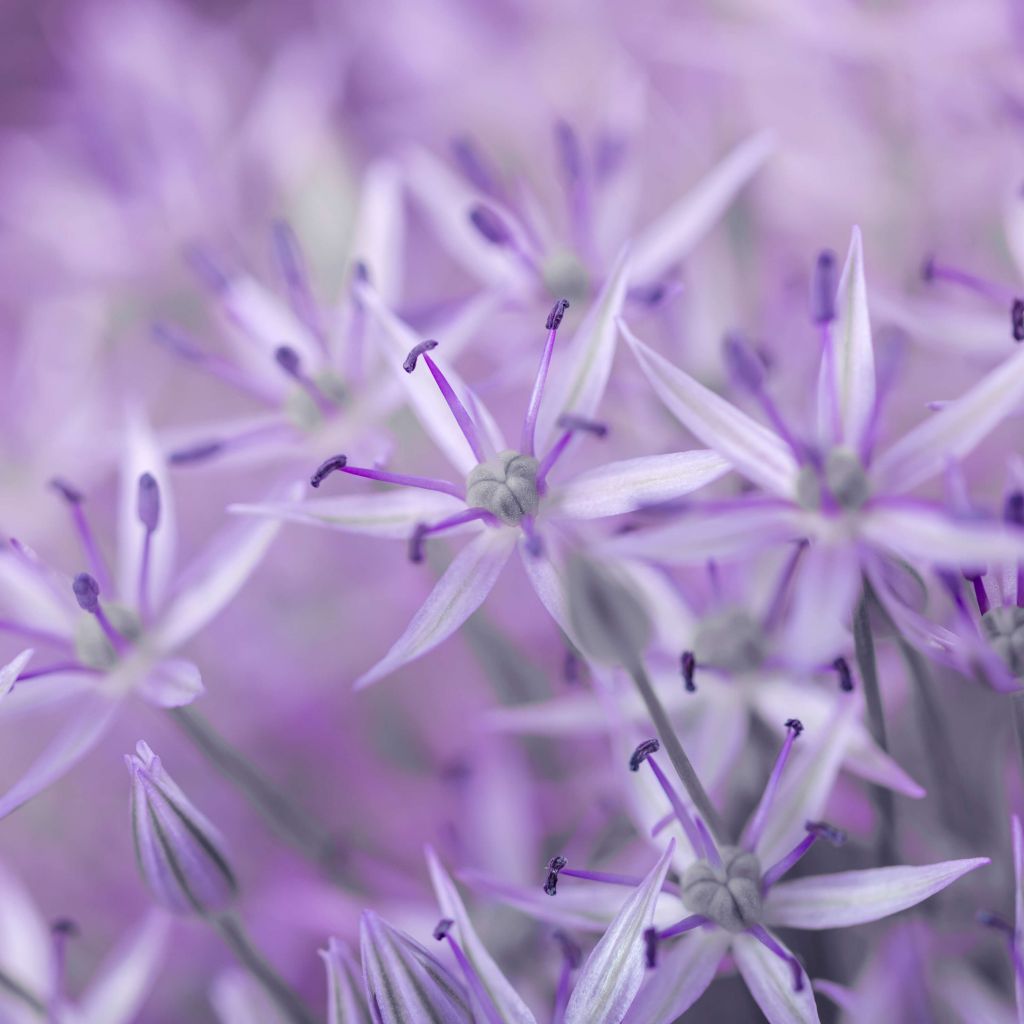 Paarse allium bloemen