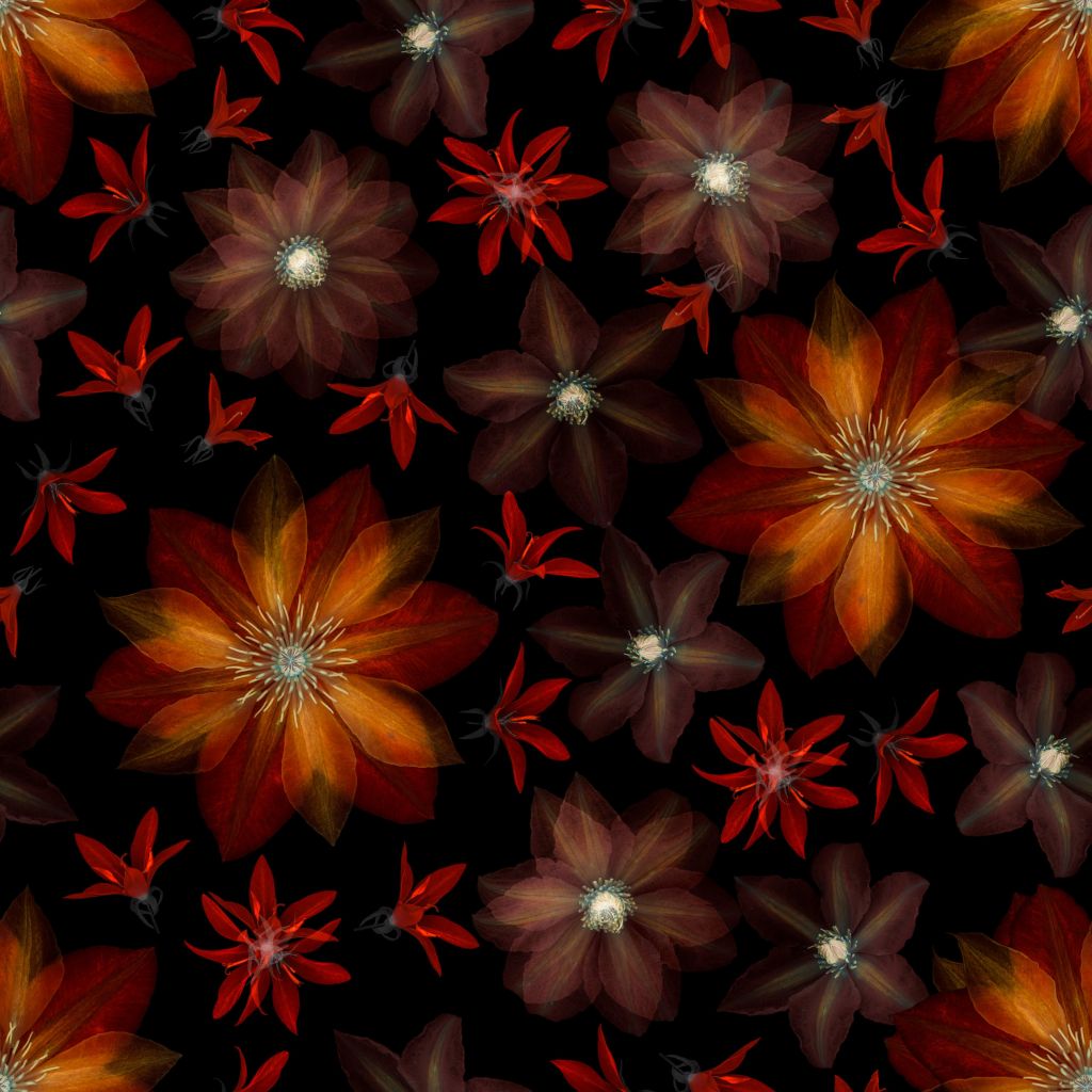 Rode clematis bloemen
