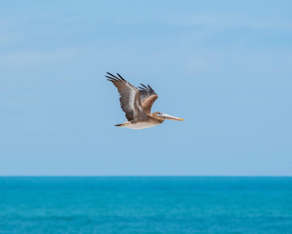 Vliegende pelikaan