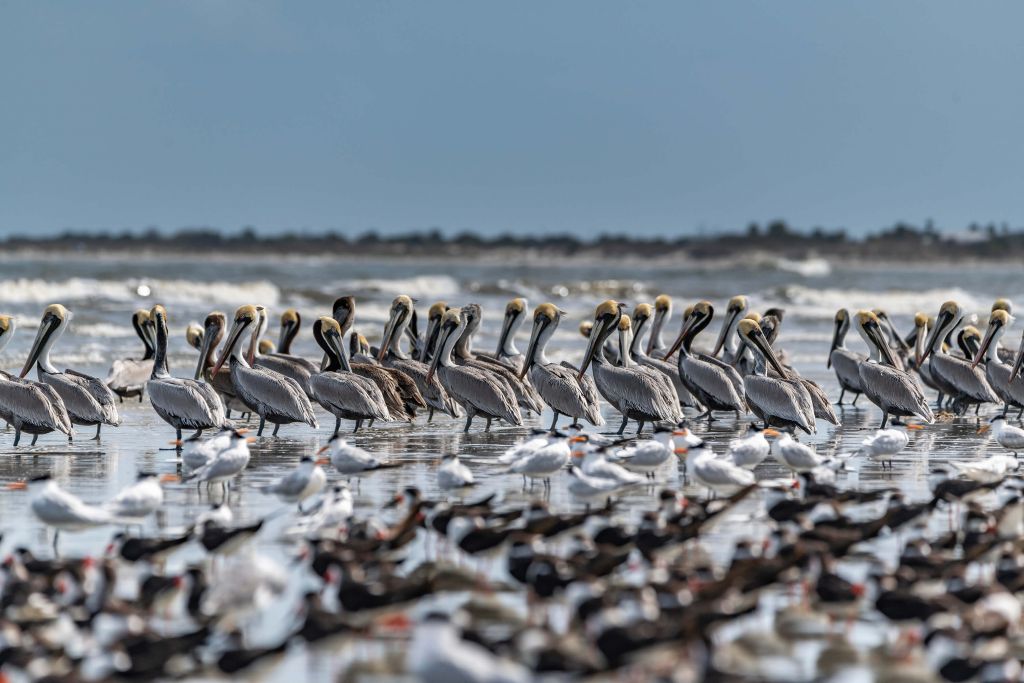 Groep pelikanen