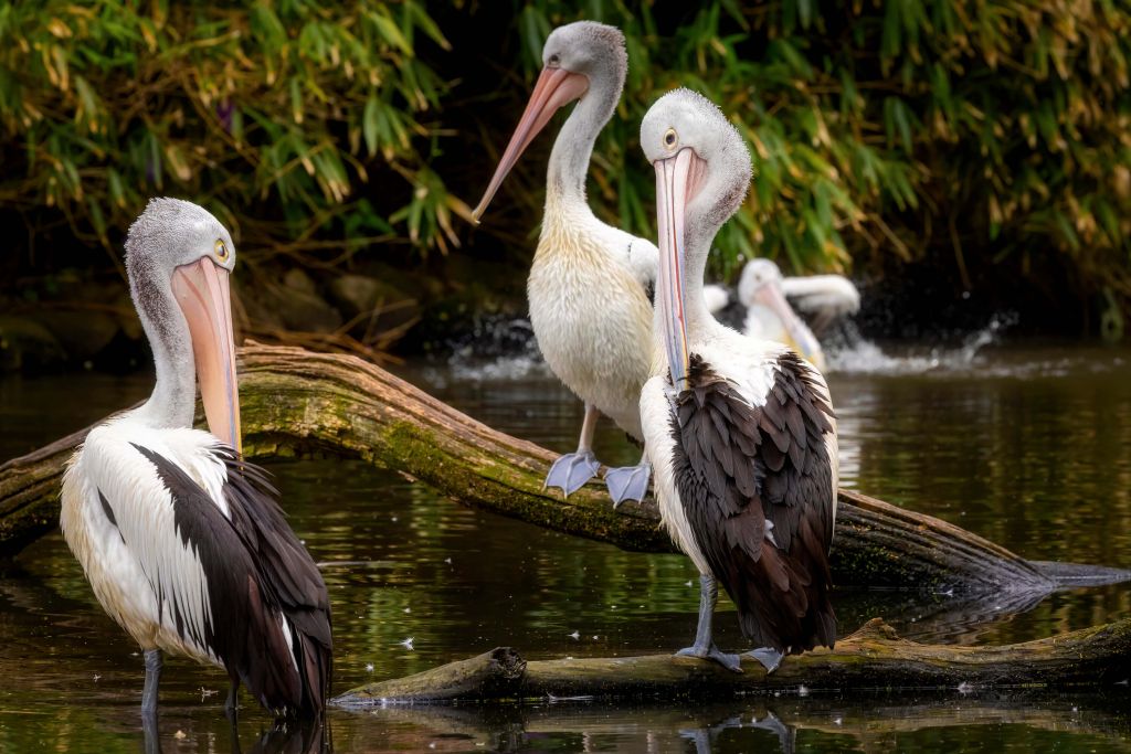 Australische pelikanen