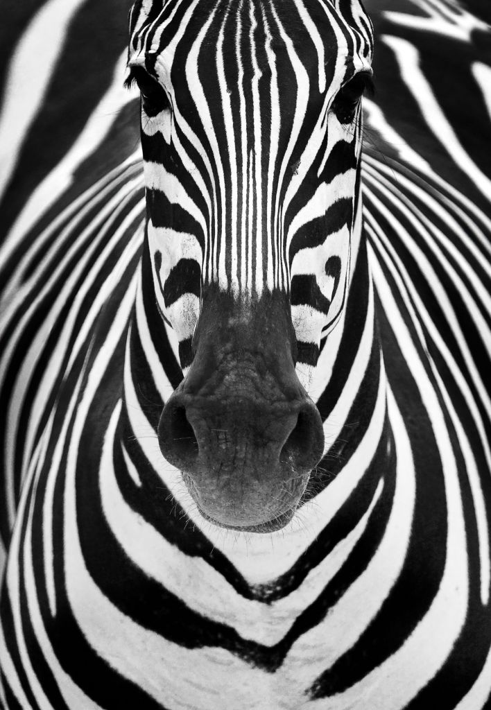 Zebra close-up