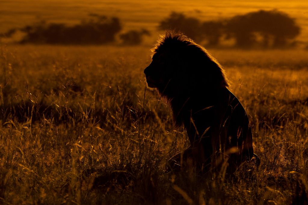 Silhouette van mannelijke leeuw