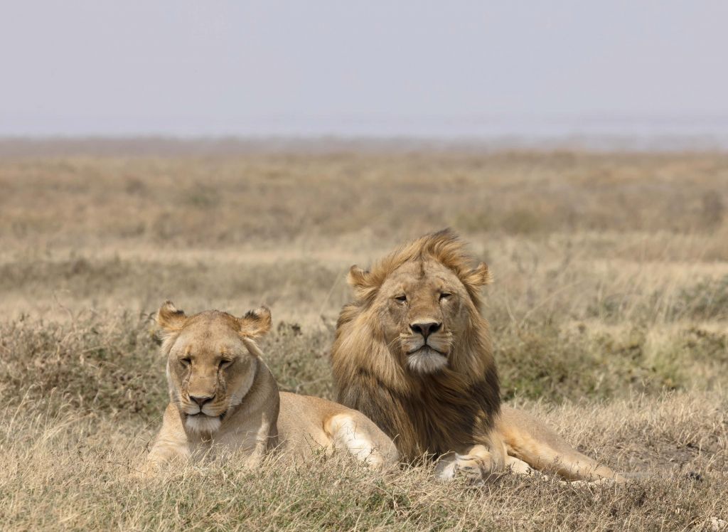 Leeuw en leeuwin in de savanne
