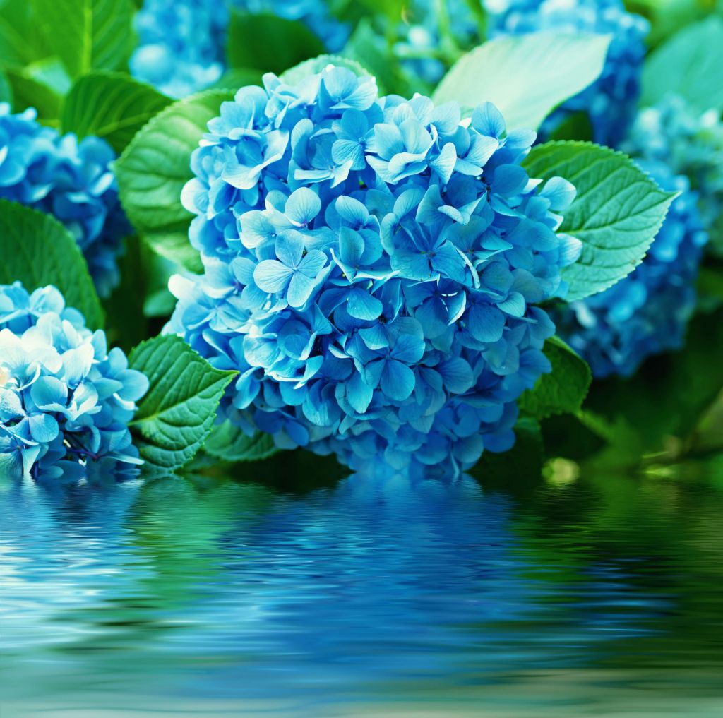 Hortensia in water