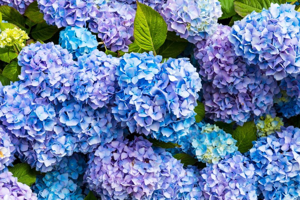 Close-up blauwe hortensia's