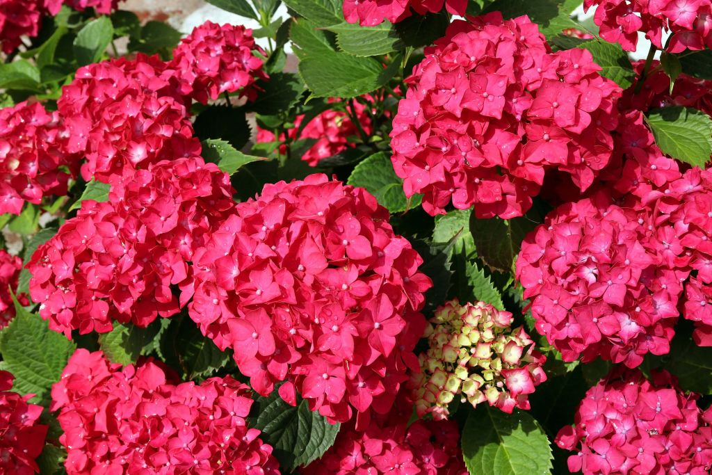 Bloeiende hortensia