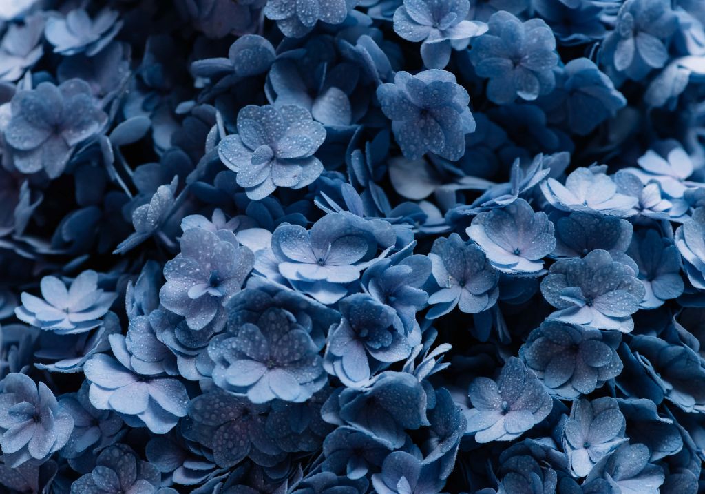 Close-up hortensia's