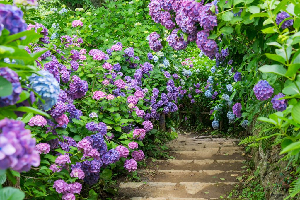 Hortensia's in een park