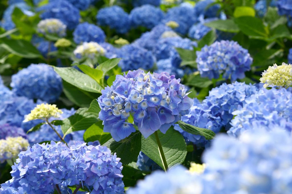 Bloeiende blauw hortensia's