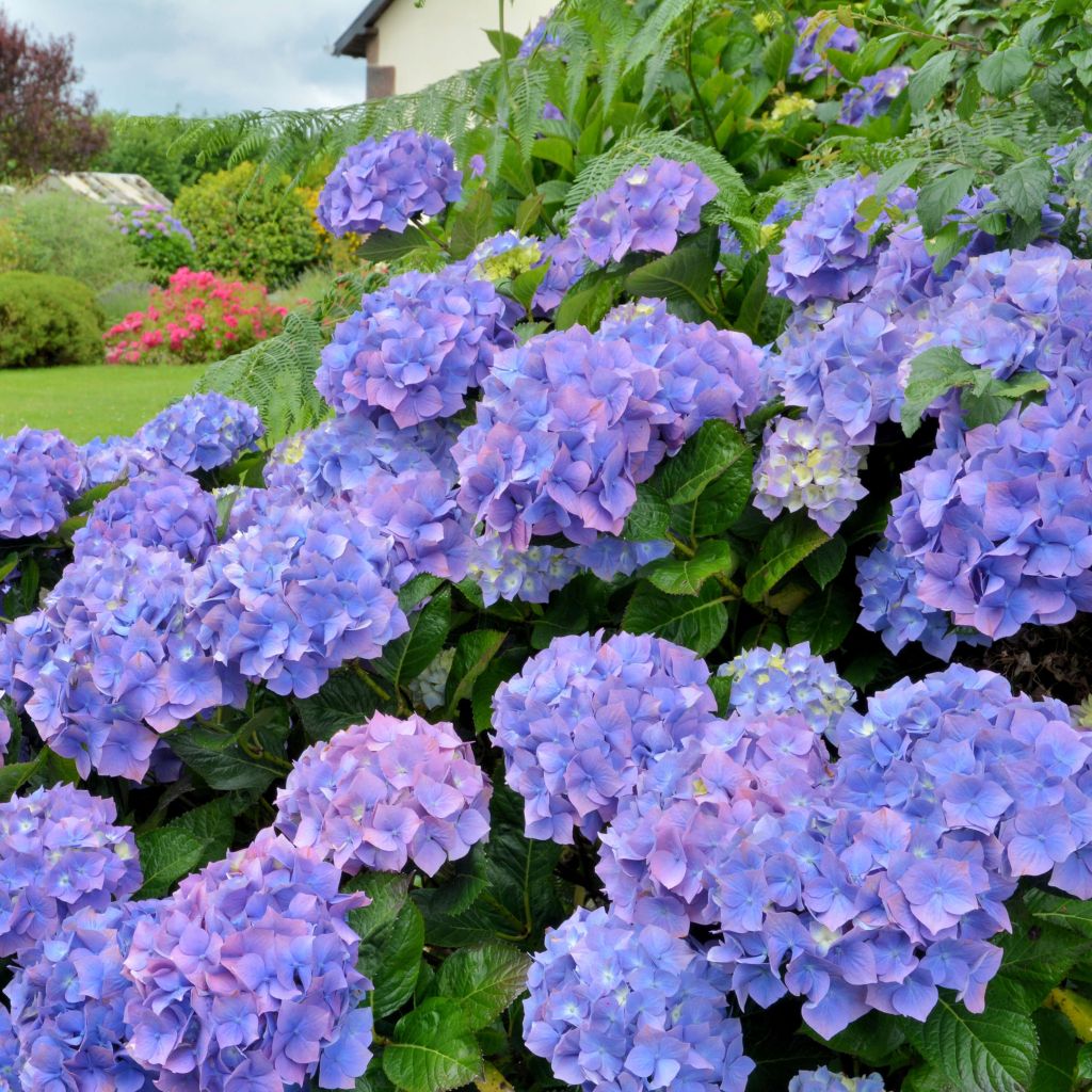 Hortensia's in Frankrijk