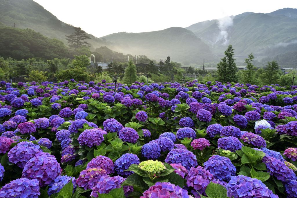 Hortensia's in Beitou