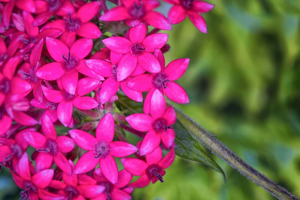 Close-up roze hortensia's