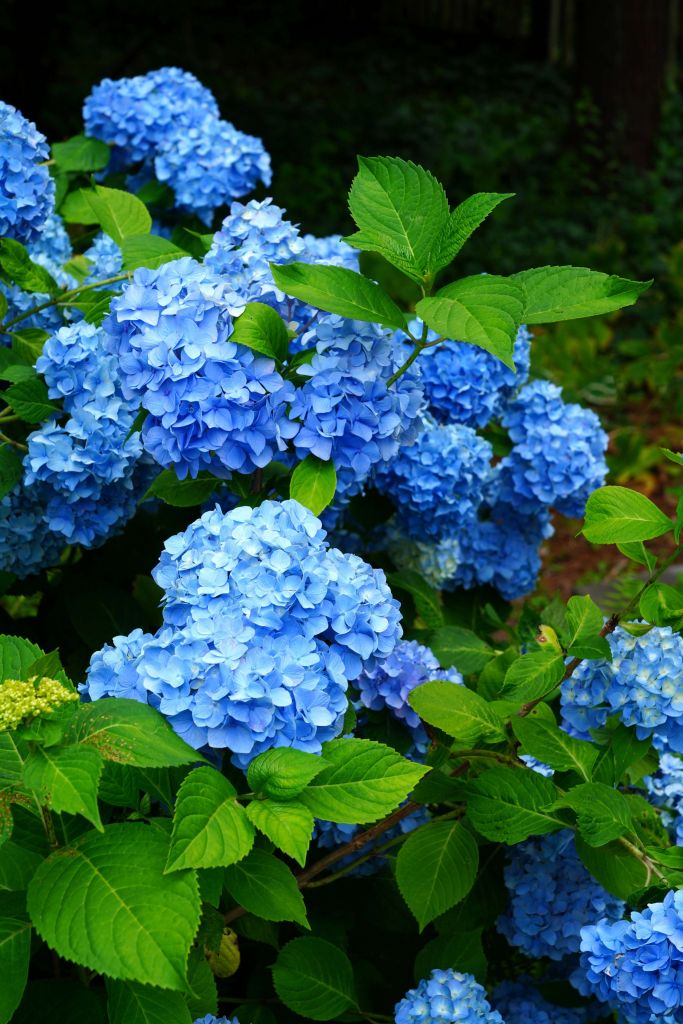 Blauwe hortensia bloemen