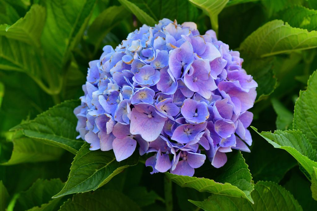 Hortensia in tuin