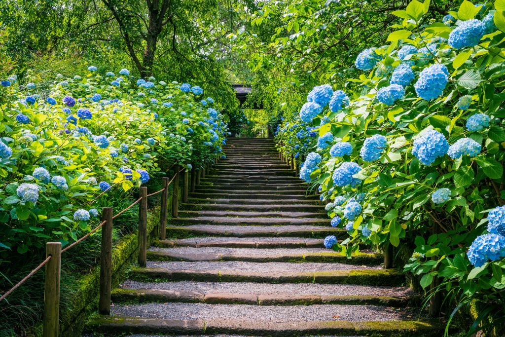 Trap tussen hortensia's