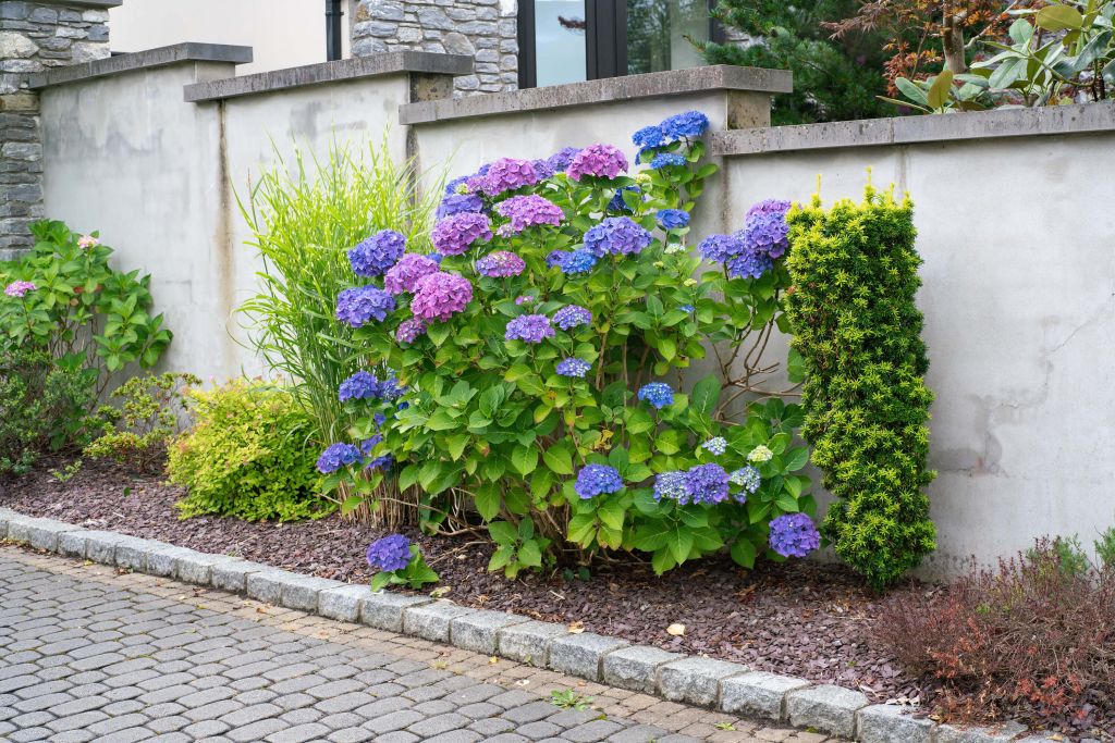 Hortensia's in zomer