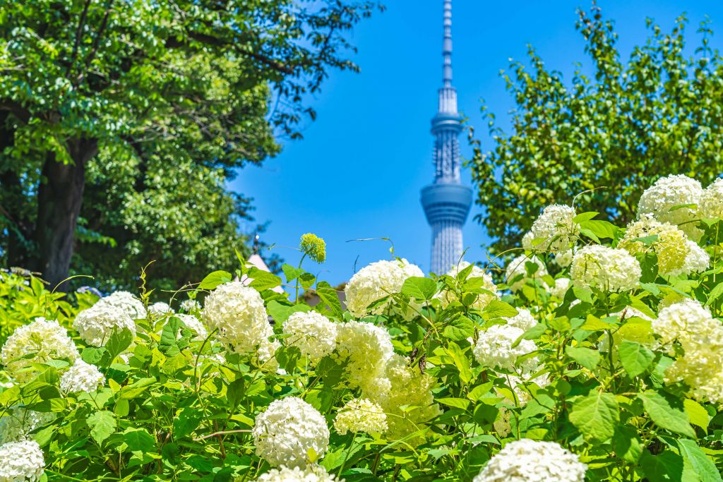 Park met hortensia's