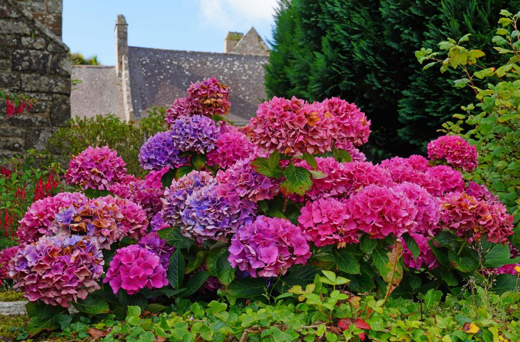 Roze en paarse hortensia's