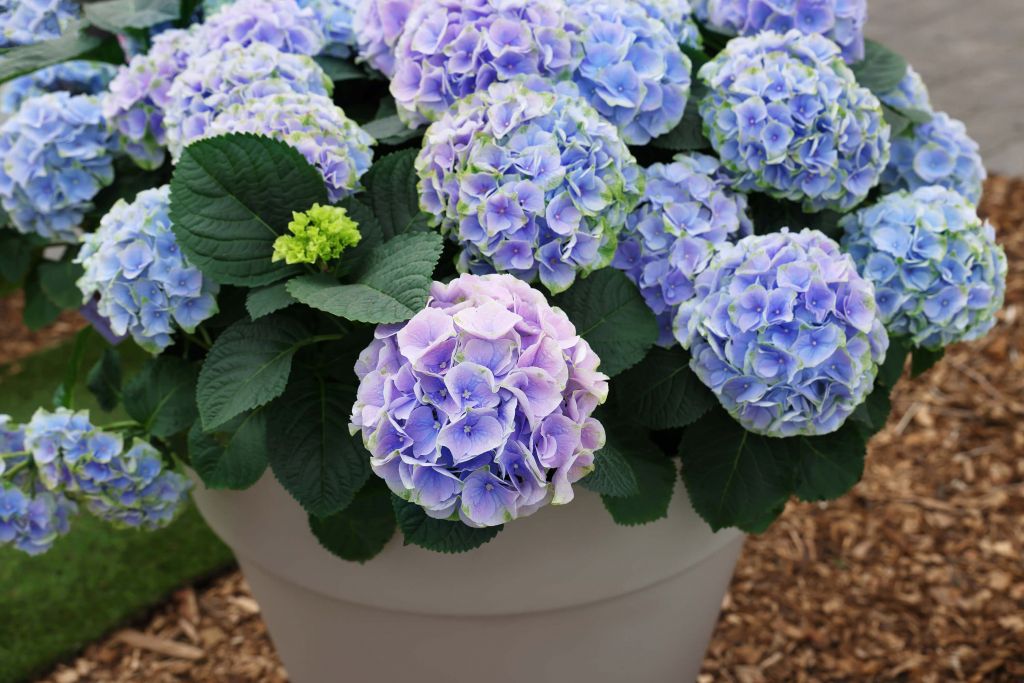 Hortensia's in pot